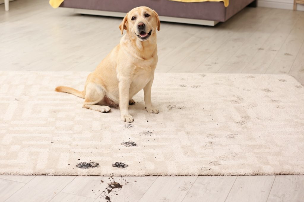 The Best Rug Materials in a Home with Pets | Chillicothe Carpet